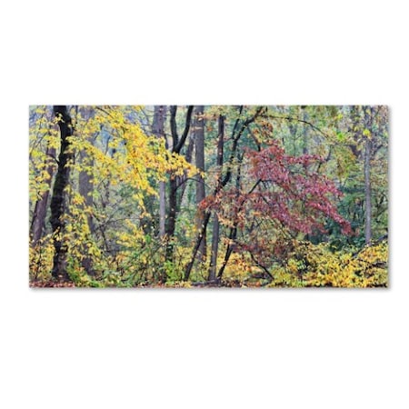 Gregory O'hanlon 'Autumn Mist' Canvas Art,12x24